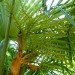 palma - cvet