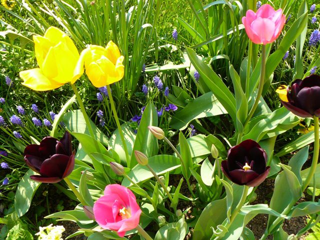 črn tulipan(i) :D