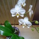 orhideja maj 2005
