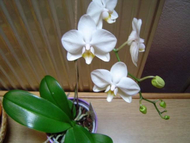 orhideja maj 2005
