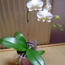 orhideja Phalaenopsis maj 2005