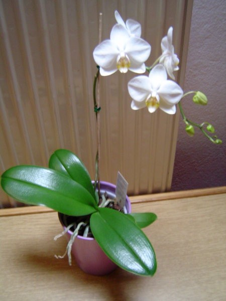 orhideja Phalaenopsis maj 2005