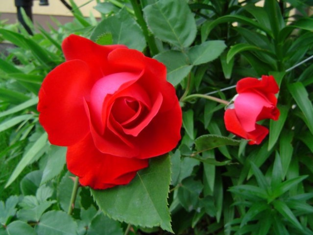 Vrtnica 3