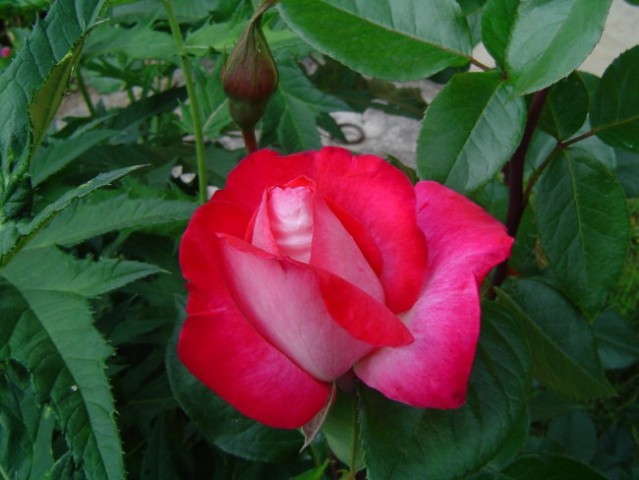 Vrtnica 2
