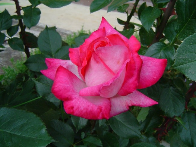 vrtnica 1