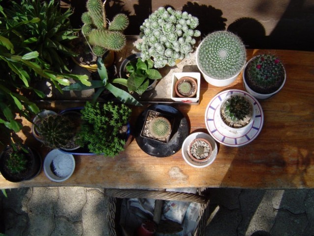 Kaktusi in sočnice - foto