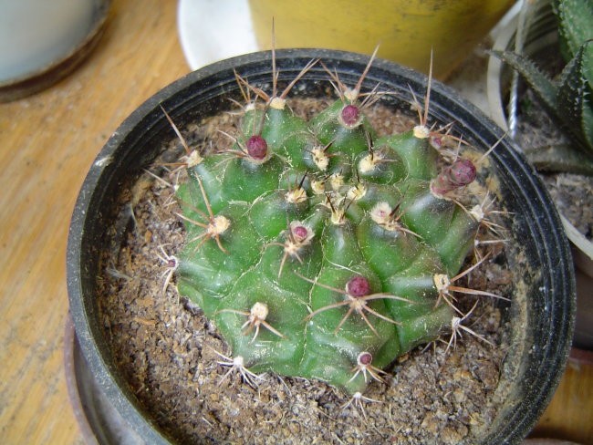 Gymnocalycium damsii