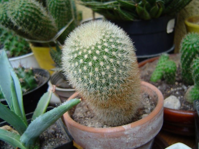 neznani kaktus