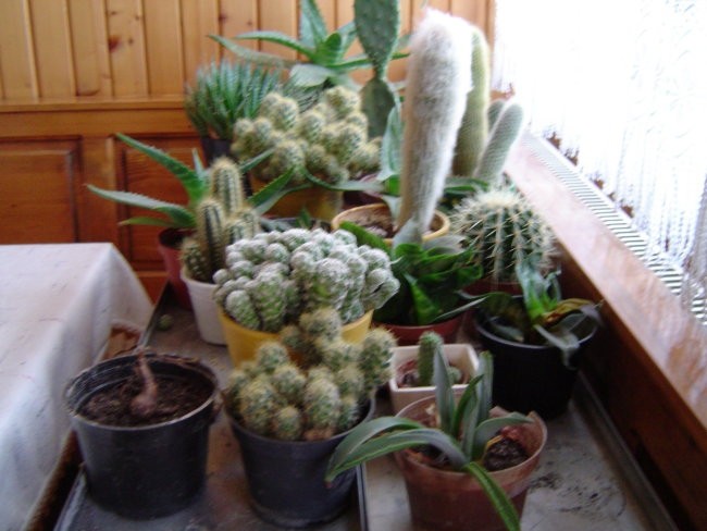 kaktusi med zimskim počitkom (2)