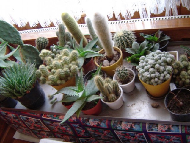Kaktusi med zimskim počitkom... (1)