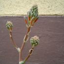 cvet agave 2

