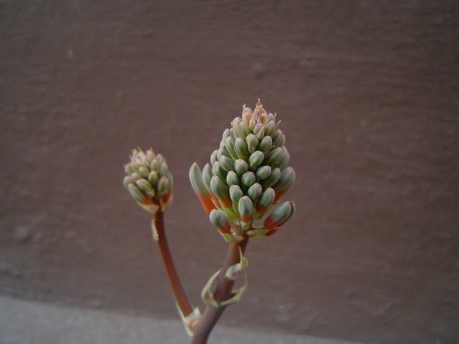 cvet agave
