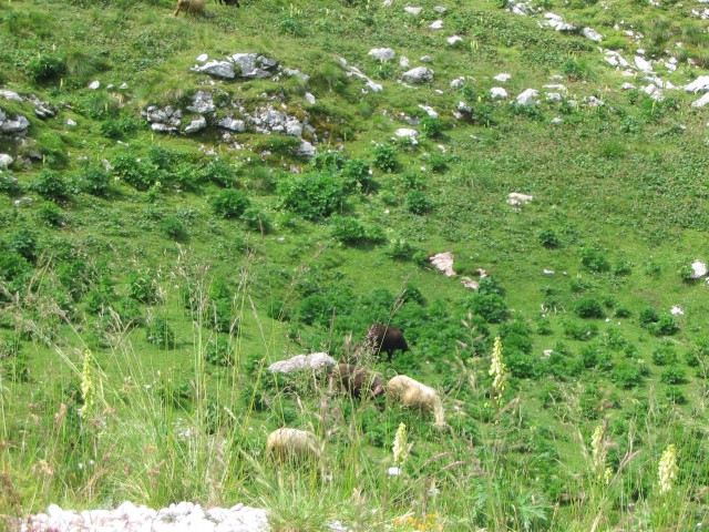 2009_08_08_Soška dolina - foto