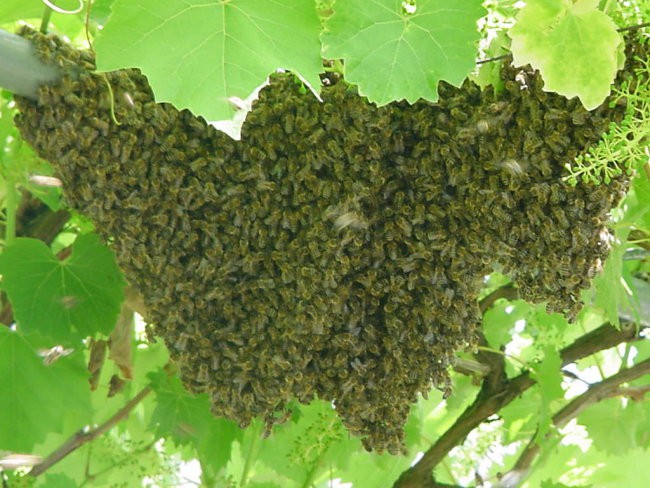 čebele