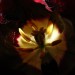 tulipan