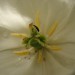 tulipan