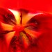 tulipan