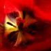 tulipan