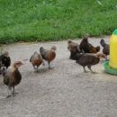 Piščanci pritlikavih kokoši