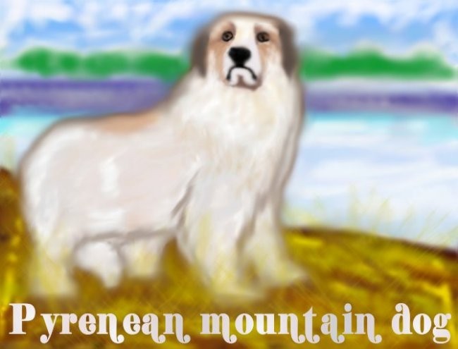 Pyrenean mountain dog