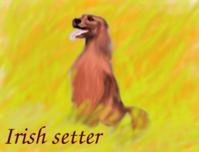 Irish setter