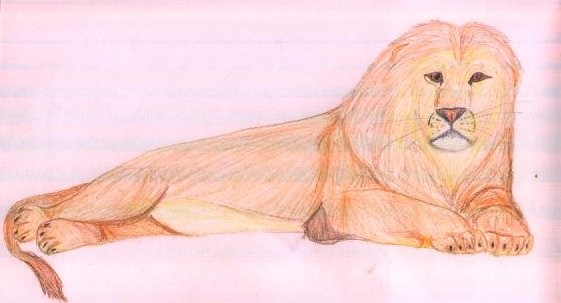 Lying lion 