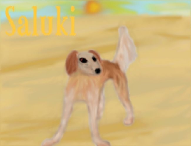 Saluki