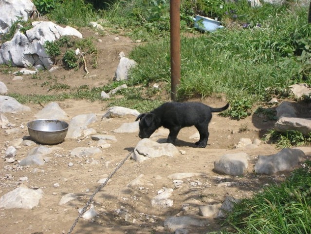 Mali psić kojega sam slikala na Zavižanu