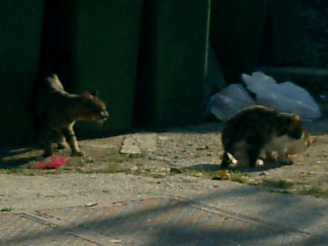 Ostale mačke - foto povečava