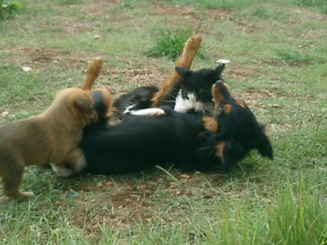 Simba tryes to grab some milk while Bobi and Miko are wrestling  