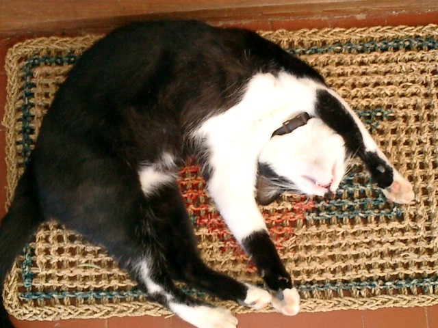 Miko sleeping ;)