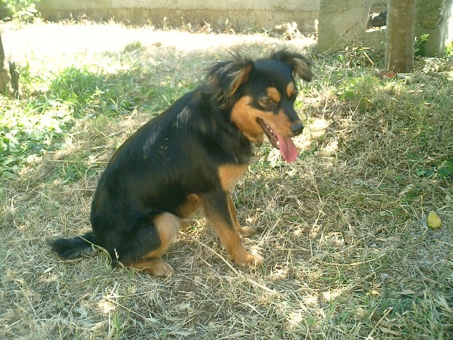 Bobi sitting in the garden