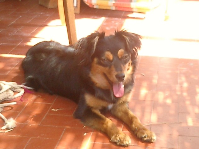 Bobi lying on the sun
