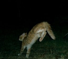 Jumping cat
