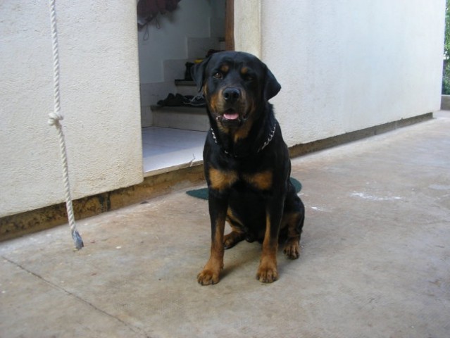 Rottweiler-NOT agressive