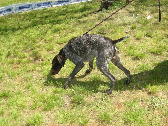 Njemački ptičar-german pointer
Oštar lovni pas iz njemačke