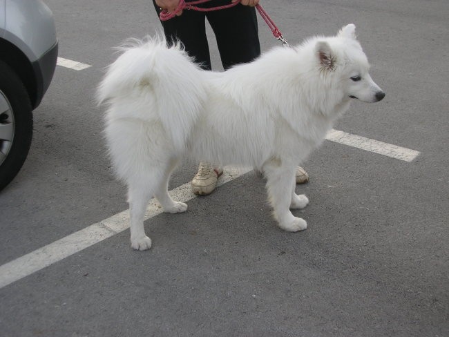 Samoyed-samojedaskaja,comes from Russia