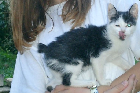 Manks mačić-manx
Mačke sa malim ili nikakvim repom