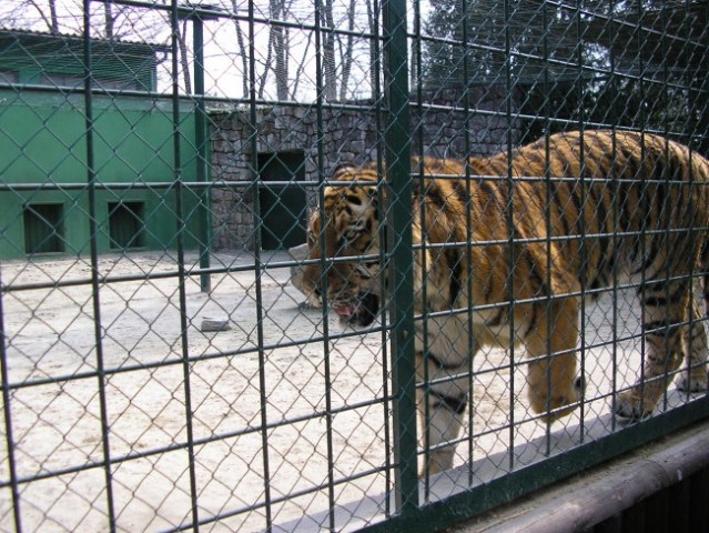 Sibirski tigrar
Najveća mačka na Zemlji