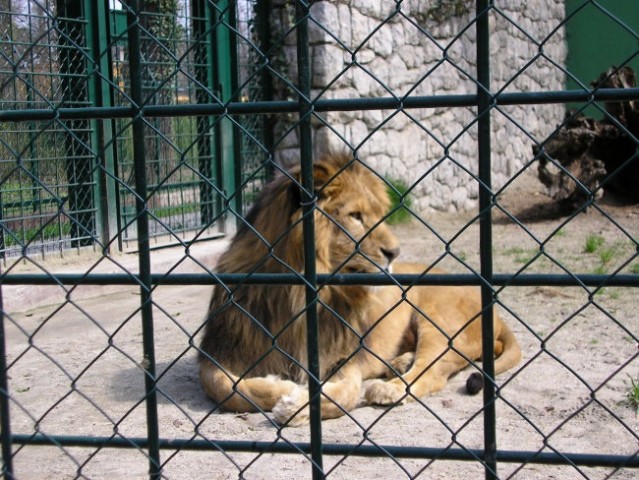 Afrički lav
Jedina mačka koja živi u čoporu