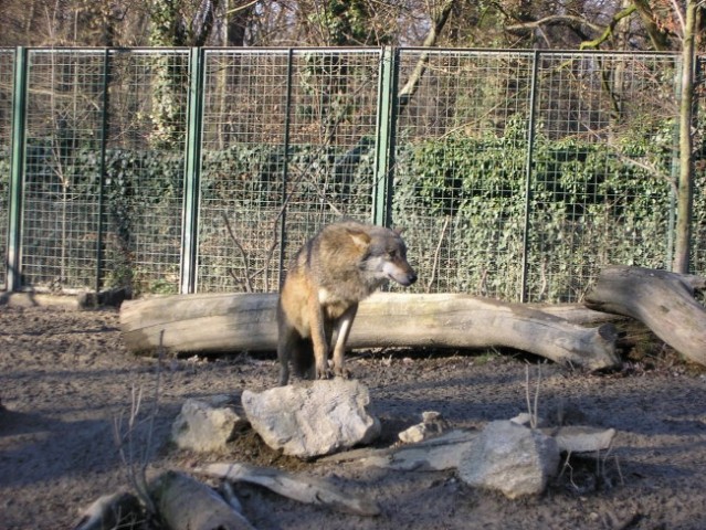 Europski sivi vuk
Lovi i živi u čoporima 
