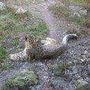 Snježni leopard
Unatoč imenu, on ne spada u porodicu leoparda