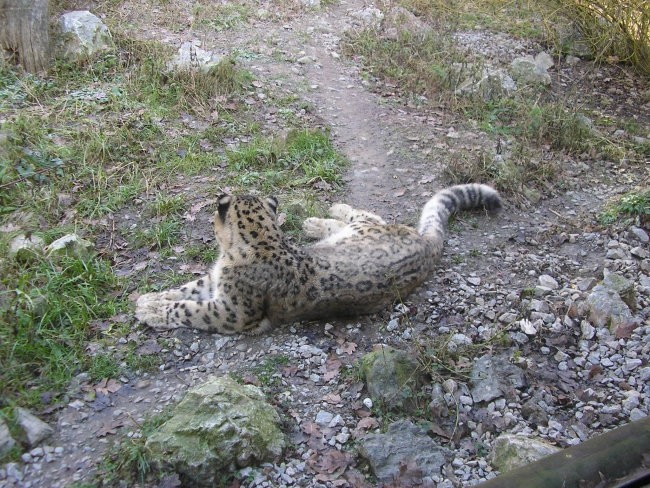 Snježni leopard
Unatoč imenu, on ne spada u porodicu leoparda