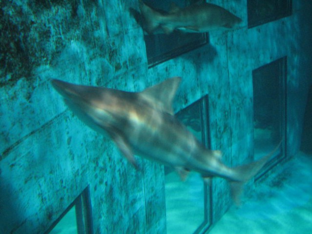 London Aquarium - foto