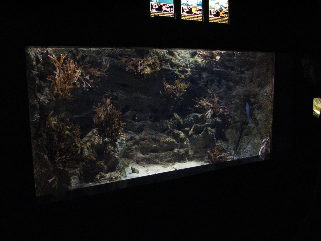 London Aquarium - foto povečava