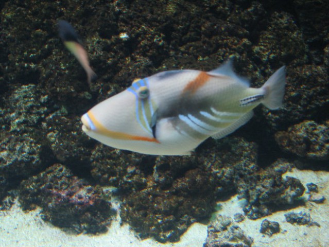 London Aquarium - foto