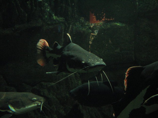 London Aquarium - foto