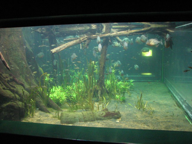 London Aquarium - foto povečava