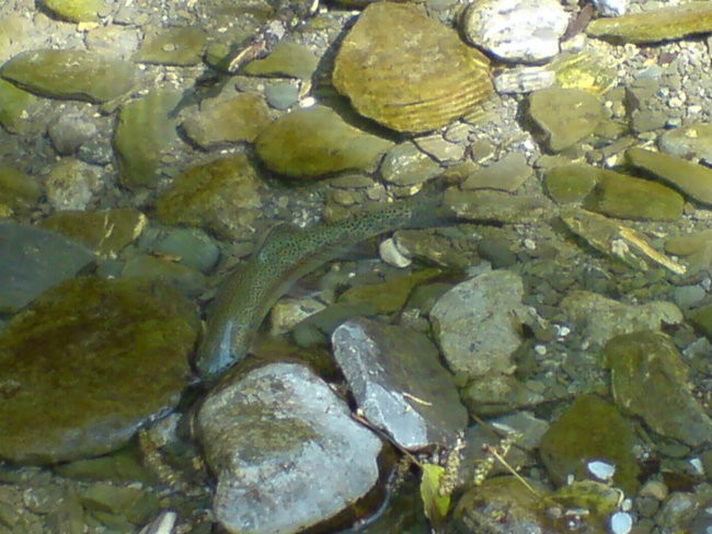 Reka Idrija - foto povečava