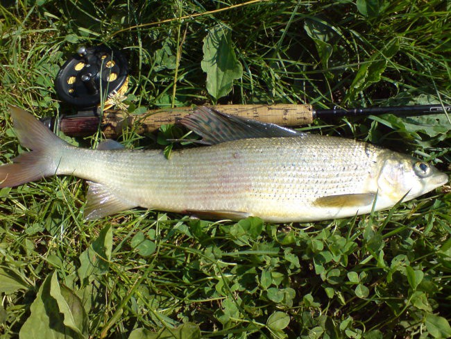 Lipan - foto povečava